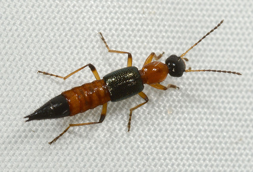 Staphylinidae: Paederus riparius